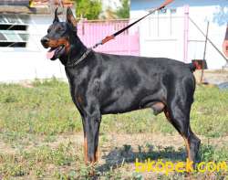 A KALİTE SAF KAN KİNG DOBERMAN KIZIL 4