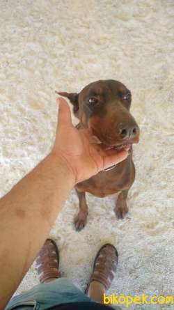 A KALİTE SAF KAN KİNG DOBERMAN KIZIL 3