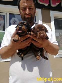 A KALİTE SAF KAN KİNG DOBERMAN KIZIL 1