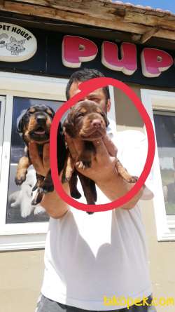 A KALİTE SAF KAN KİNG DOBERMAN KIZIL 2
