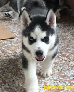 Sibirya Kurdu Husky Yavru 4