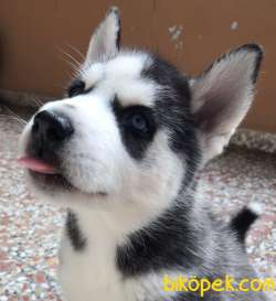 Sibirya Kurdu Husky Yavru 3