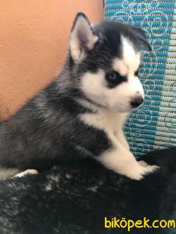 Sibirya Kurdu Husky Yavru 5