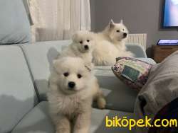 A Kalite Safkan Samoyed Yavrular 4