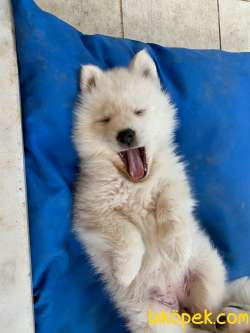 A Kalite Safkan Samoyed Yavrular 3