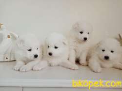 A Kalite Safkan Samoyed Yavrular 1