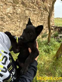 A KALİTE SAĞLAM KAN HATTI SOLİD BLACK ALMAN ÇOBAN