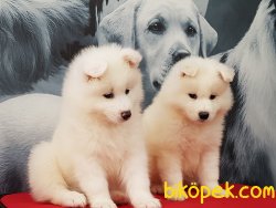 A Kalıte Samoyed Yavruları 5
