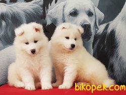 A Kalıte Samoyed Yavruları 1