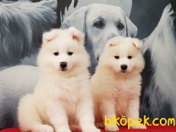 A Kalite Samoyed Yavruları 3