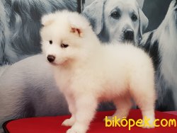 SATILIK A Kalite Samoyed Yavruları 1