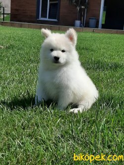 A Kalıte Samoyed Yavruları 3