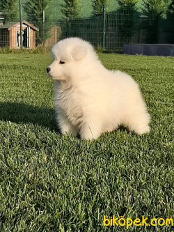 A Kalıte Samoyed Yavruları 3