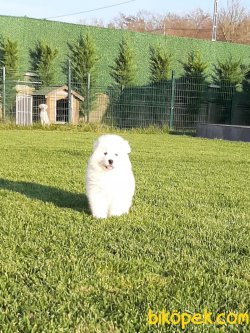 A Kalıte Samoyed Yavruları 2