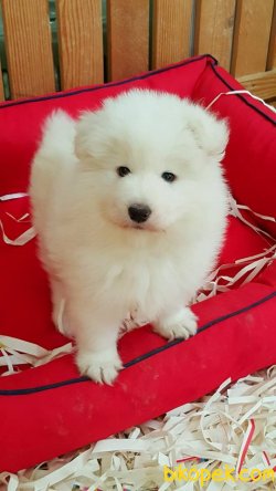 A KALITE SAMOYED YAVRULARI 3