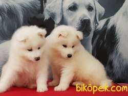 A KALITE SAMOYED YAVRULARI 2