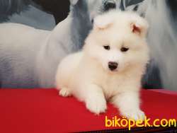 A KALITE SAMOYED YAVRULARI 3