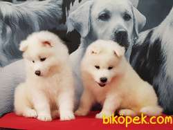 A KALITE SAMOYED YAVRULARI 2