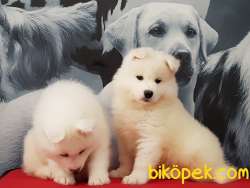 A KALITE SAMOYED YAVRULARI 4