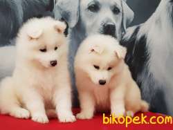 A KALITE SAMOYED YAVRULARI 5