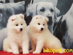A KALITE SAMOYED YAVRULARI 1