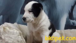 A Kalıte Satılık Alabay Yavruları 5