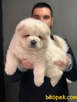 A KALİTE SATILIK  BEYAZ CHOW CHOW YAVRULARI 5