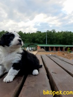 A Kalite Satilik Havanese Yavrulari 5