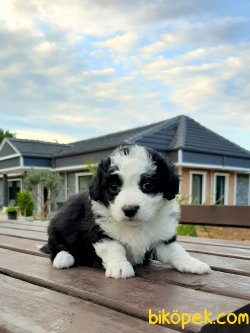A Kalite Satilik Havanese Yavrulari 1
