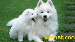 A KALİTE SATILIK SAMOYED YAVRULARI 1