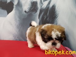 A Kalıte SHIH TZU YAVRULARI 3