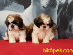 A Kalıte SHIH TZU YAVRULARI 5