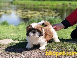 A KALITE SHIH TZU YAVRULARI 2