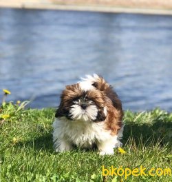 A KALITE SHIH TZU YAVRULARI 3