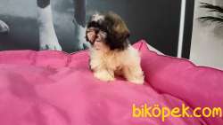 A Kalıte SHIH TZU YAVRULARI 2