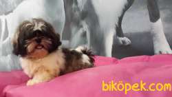 A Kalıte SHIH TZU YAVRULARI 3