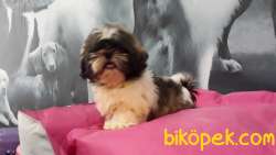 A Kalıte SHIH TZU YAVRULARI 4