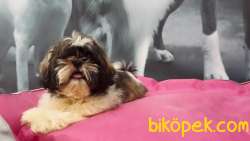 A Kalıte SHIH TZU YAVRULARI 1