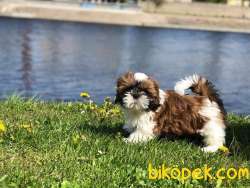 A Kalıte SHIH TZU YAVRULARI 2