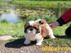 A Kalıte SHIH TZU YAVRULARI 3