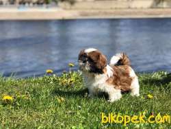 A Kalıte SHIH TZU YAVRULARI 4