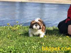A Kalıte SHIH TZU YAVRULARI 5