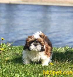 A Kalıte SHIH TZU YAVRULARI 1