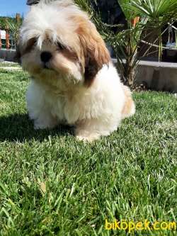 A KALITE SHIH TZU YAVRULARI 4