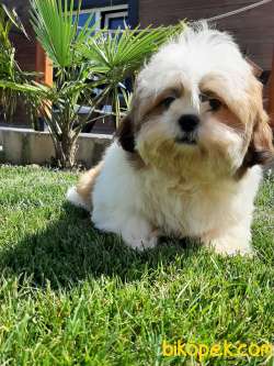 A KALITE SHIH TZU YAVRULARI 2