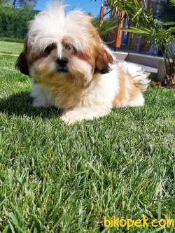 A KALITE SHIH TZU YAVRULARI 3