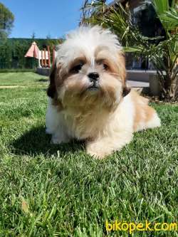 A KALITE SHIH TZU YAVRULARI 1