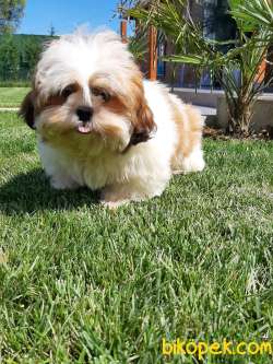 A KALITE SHIH TZU YAVRULARI 5