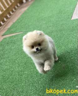 A KALİTE SHOW DÜZEY TEDDYBEAR POMERANİAN BOO OĞLUMUZ 1