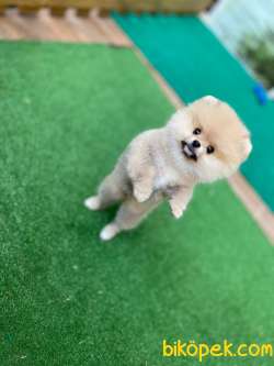 A KALİTE SHOW DÜZEY TEDDYBEAR POMERANİAN BOO OĞLUMUZ 2
